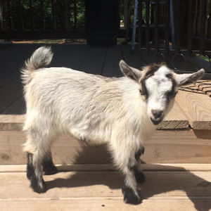 Meet your Posher, Donna